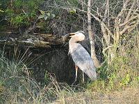IMG_6936
