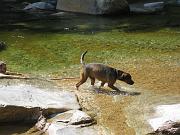  Water sled dog...