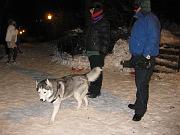  Happy Husky  