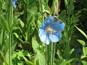  HImalayan Blue Poppy