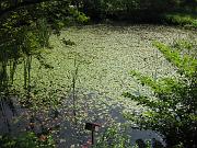  The Hakone Botanical Garden of Wetlands.