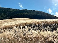  Beautiful silver grass in Sengokubara (仙石原)
