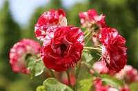  Damask rose