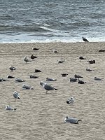  Cooper’s Beach

Seagulls on Cooper’s beach, Long Island, NY 