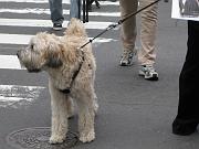  Not sure if this is a vegan doggie...