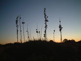 Sunset at the Coral Dune